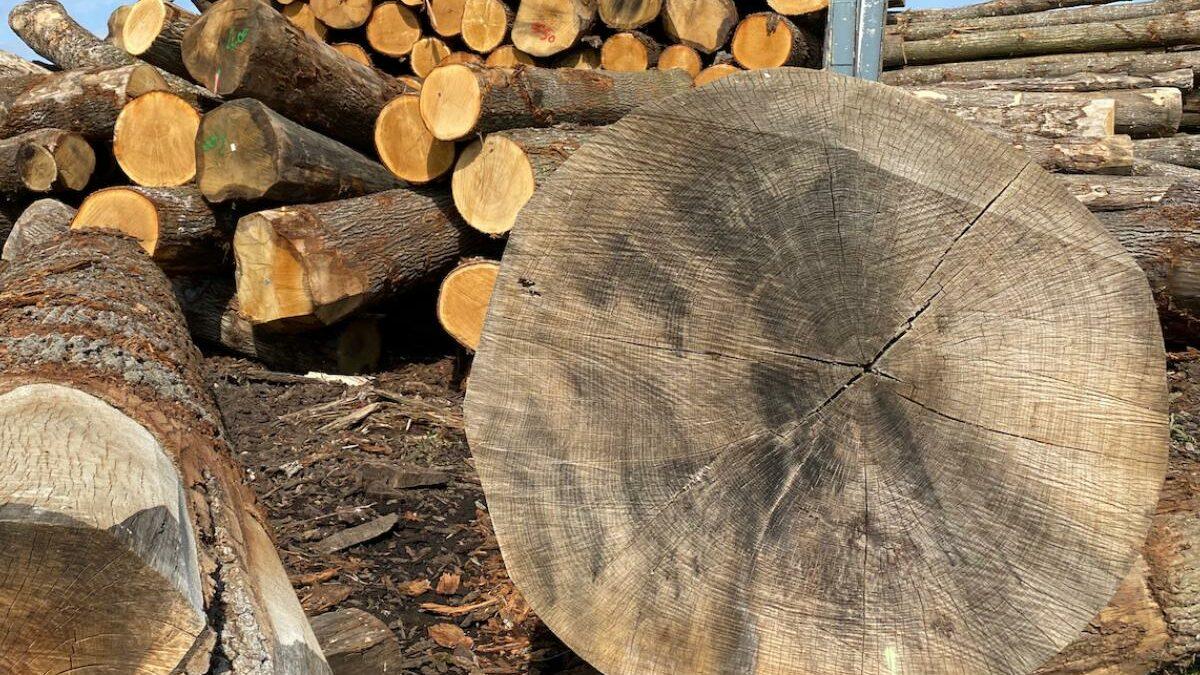 Export de grumes de chene vers la chine