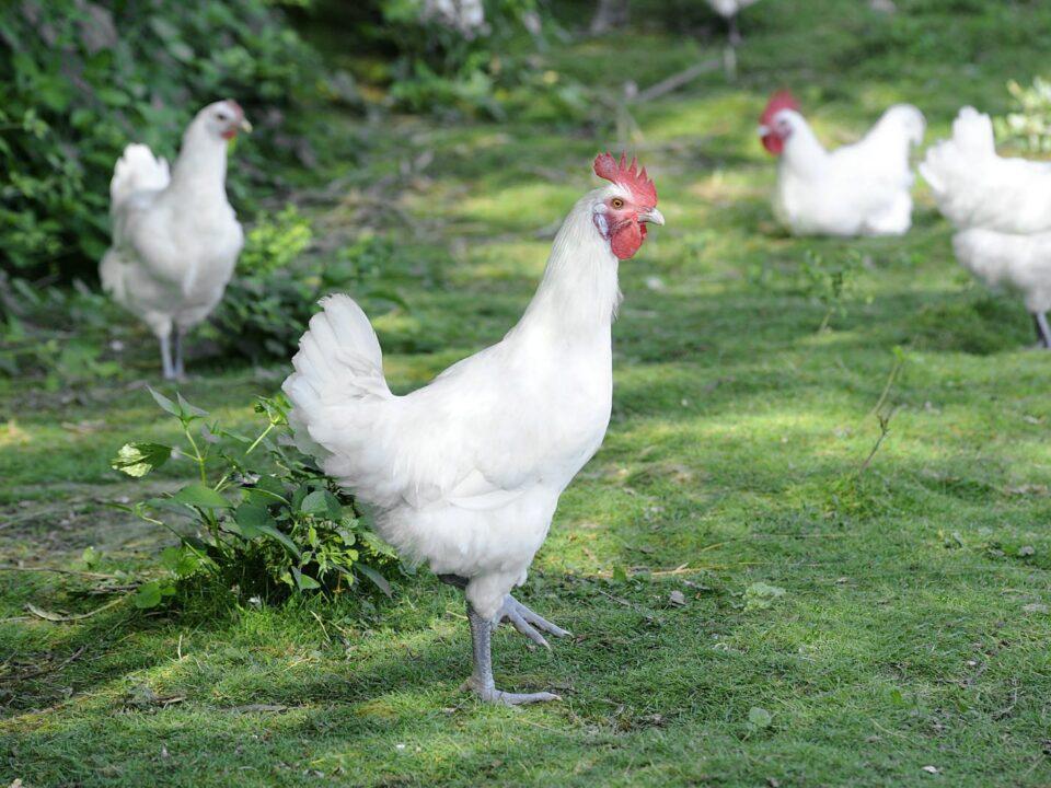 Volaille de Bresse