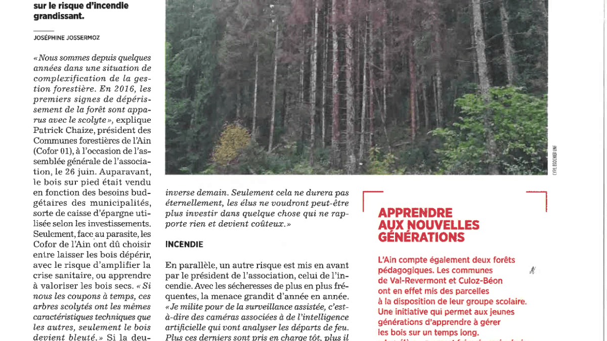 SYVICULTURE Valoriser les bois scolytés EcodelAin