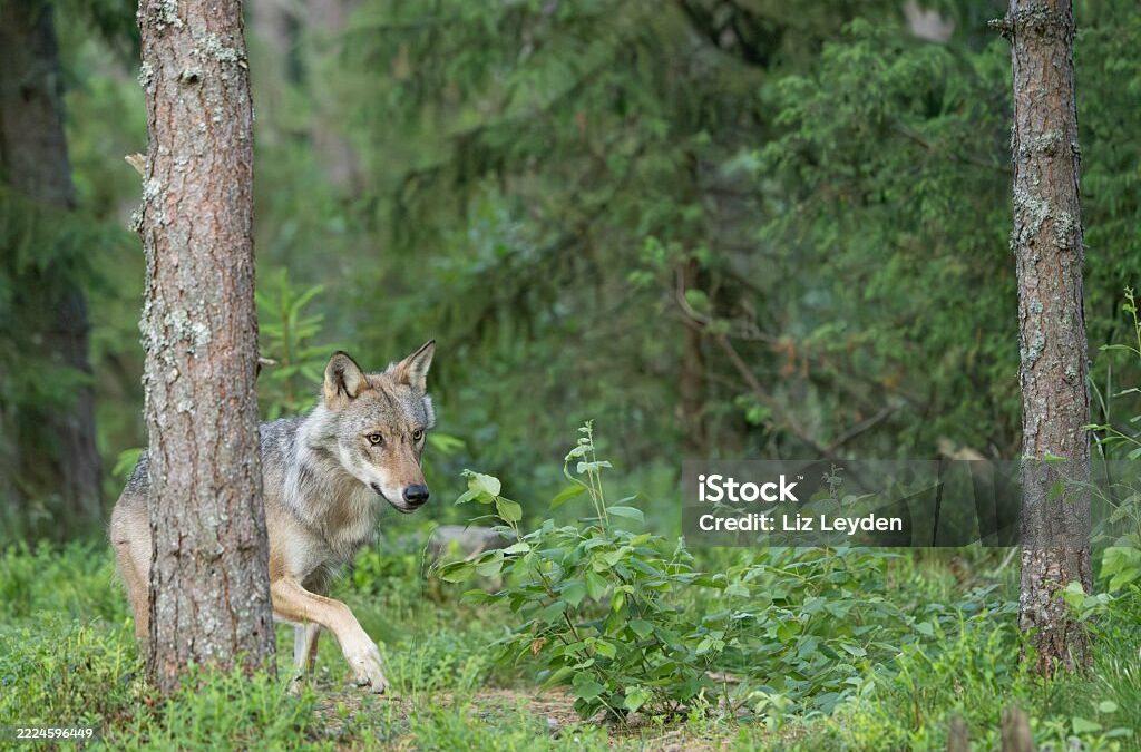 Loup