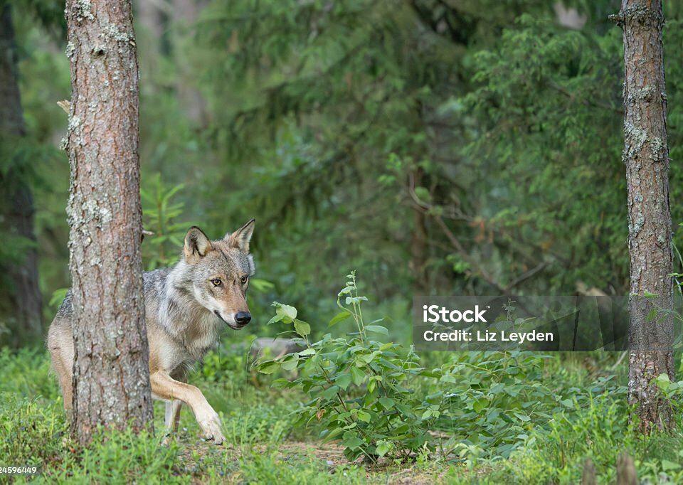 Loup