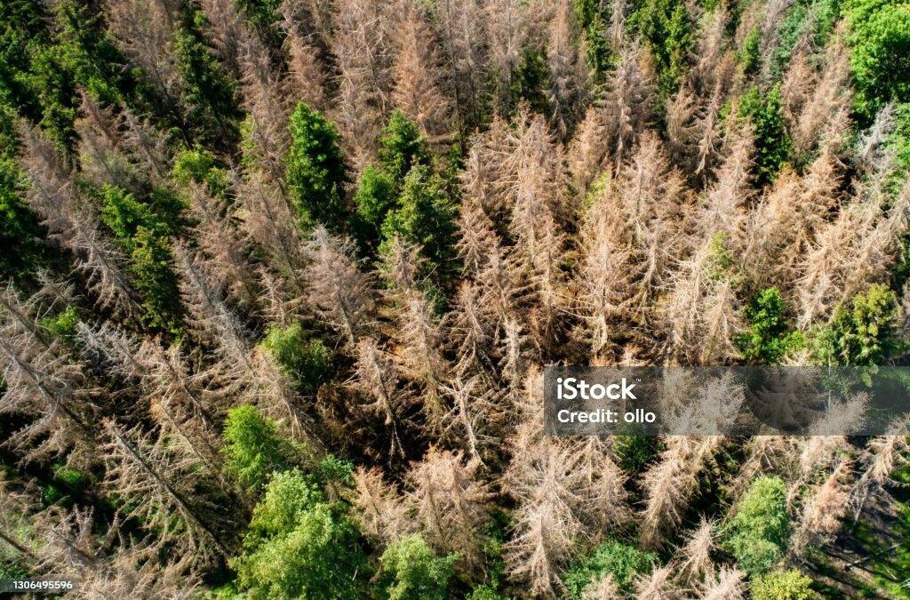 Deforestation, dead trees and forest dieback aerial view